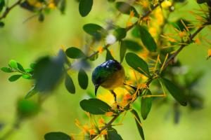 lake elmenteita serena camp