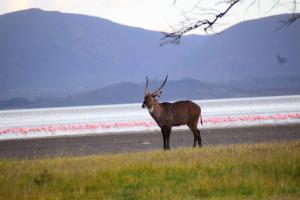 lake elmenteita serena camp