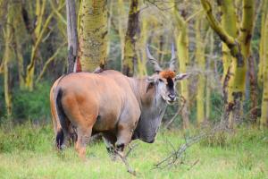 lake elmenteita serena camp