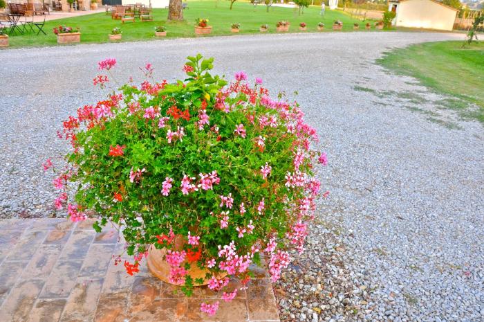 castiglione del lago