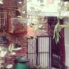 villas in batu indonesia homestay