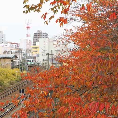 otaru shikkui cottage