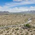 joshua tree