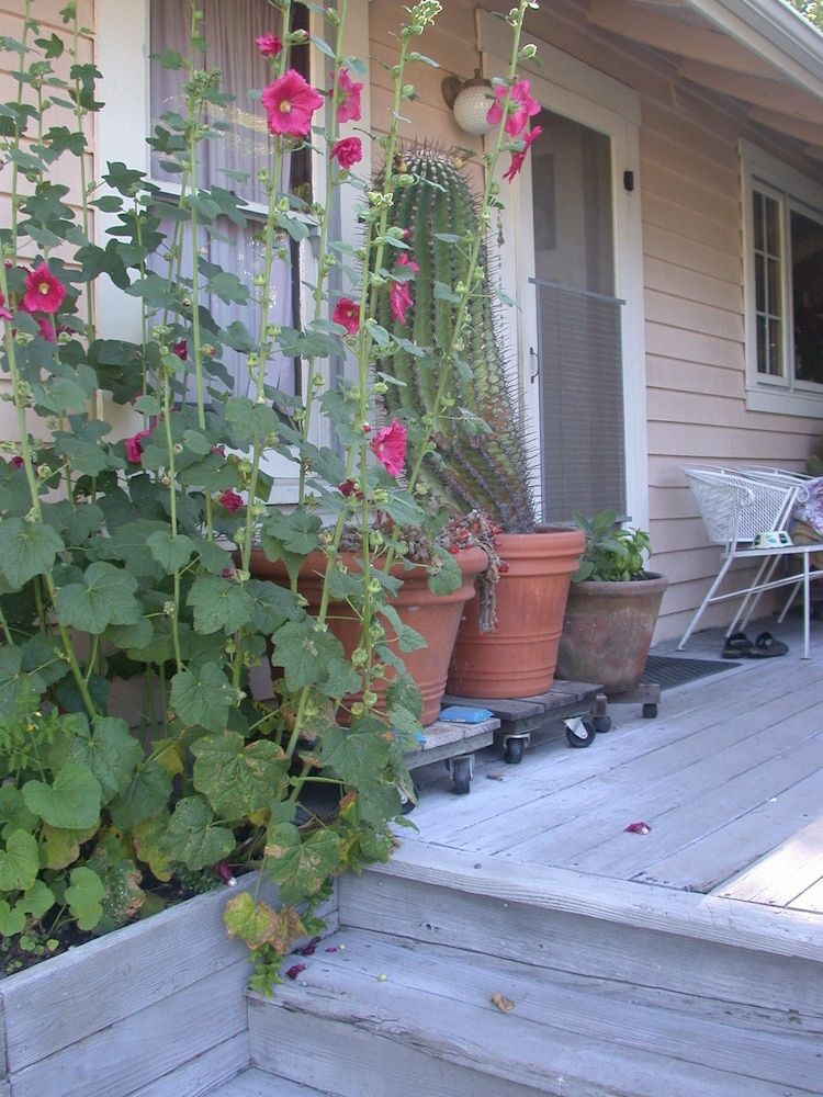 hollyhock country house