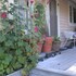 hollyhock country house
