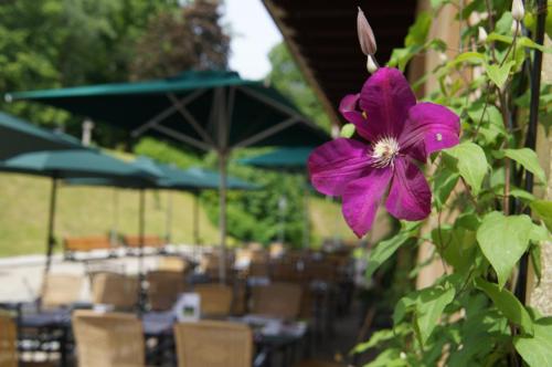 naturhotel schloss kassegg