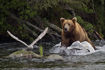alaska adventure unlimited chalets