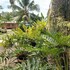 panglao