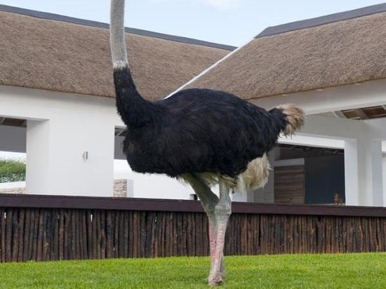 Emanya At Etosha Game Lodge,Onguma>>Namutoni,5 star