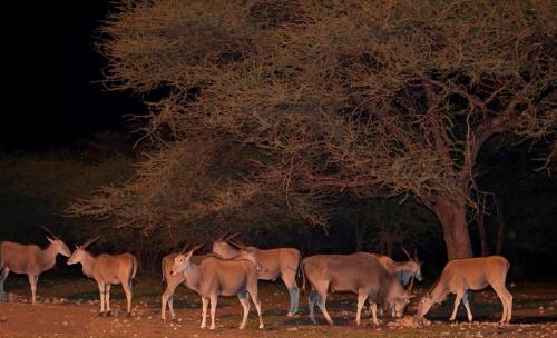 emanya at etosha game lodge