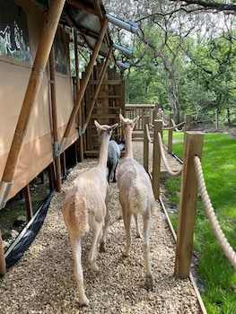 robin hood safari tent