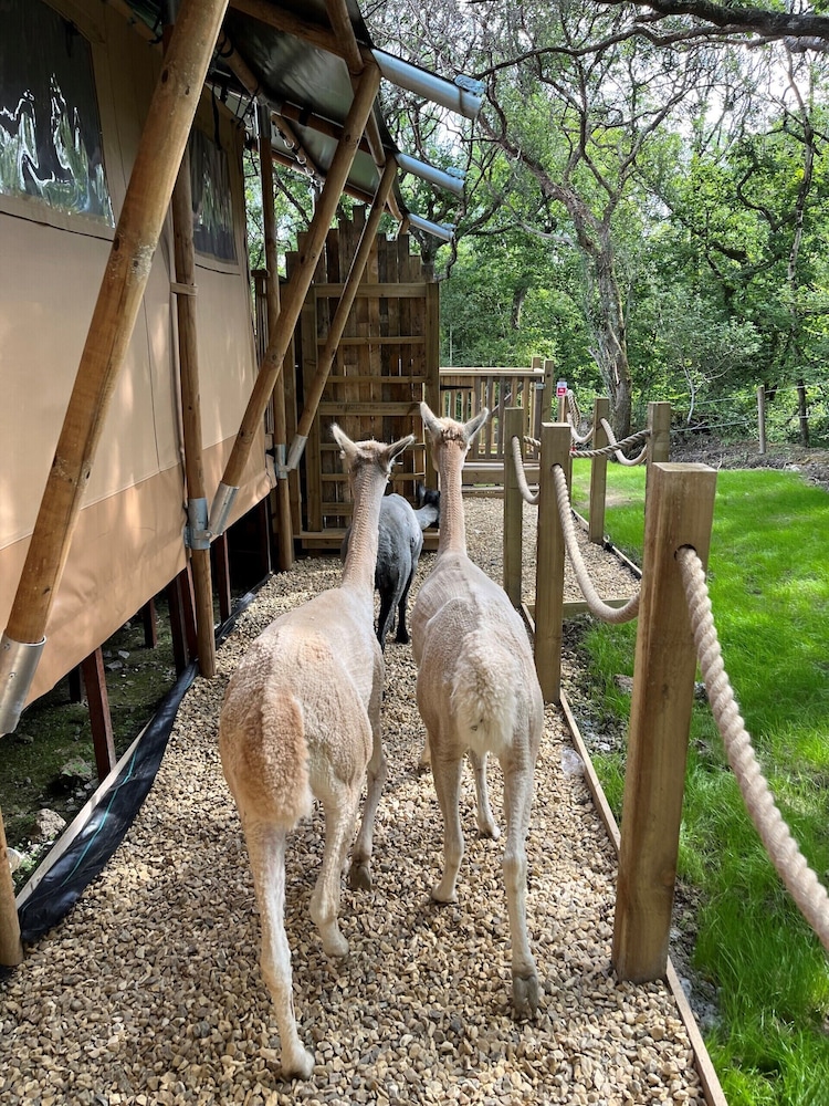 robin hood safari tent