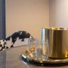 the leo kent hotel tucson a tribute portfolio hotel