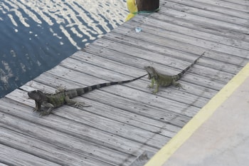 coconut cay resort and marina
