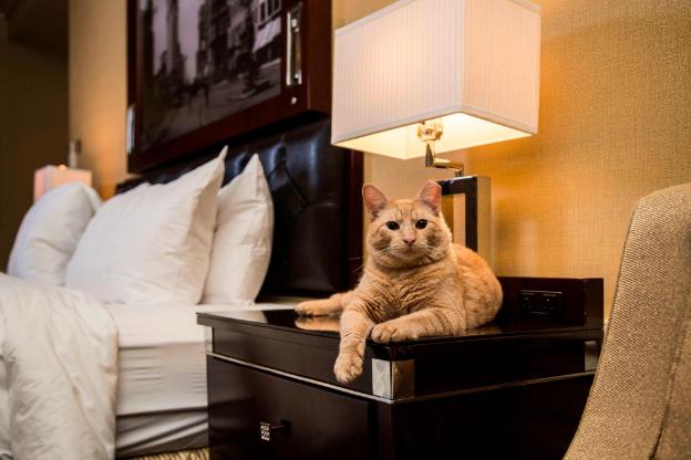 the algonquin hotel times square autograph collection