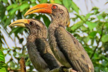 Amritara Hornbill Camp,,3 star