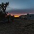 joshua tree
