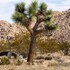 joshua tree