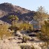 joshua tree