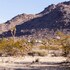 joshua tree