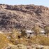 joshua tree