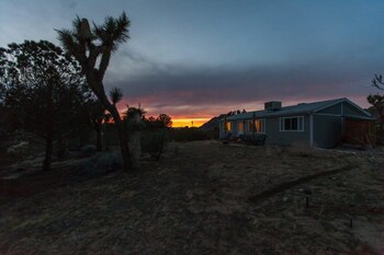 joshua tree