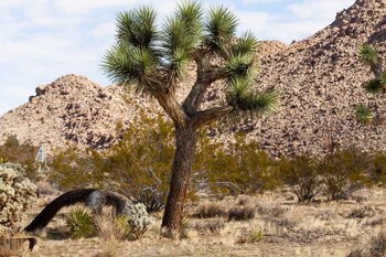joshua tree