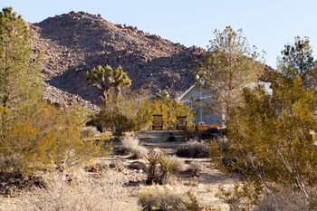 joshua tree