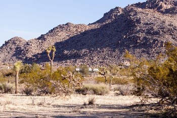 joshua tree