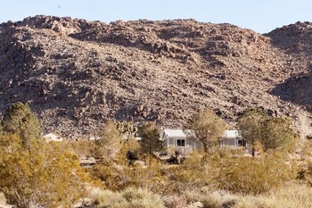joshua tree