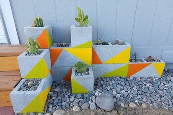 joshua tree