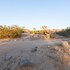 joshua tree