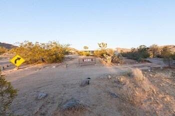joshua tree