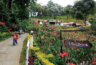 olivebrook