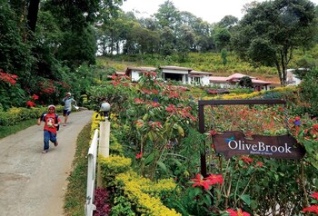 olivebrook