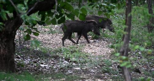 wild wood tiger resort