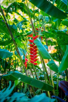 lumeria maui educational retreat center