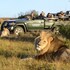 kariega game reserve settlers drift