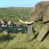 kariega game reserve settlers drift