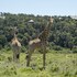 kariega game reserve settlers drift
