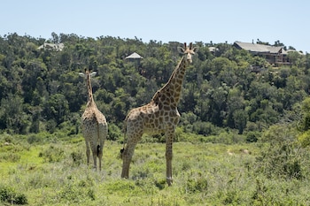 kariega game reserve settlers drift