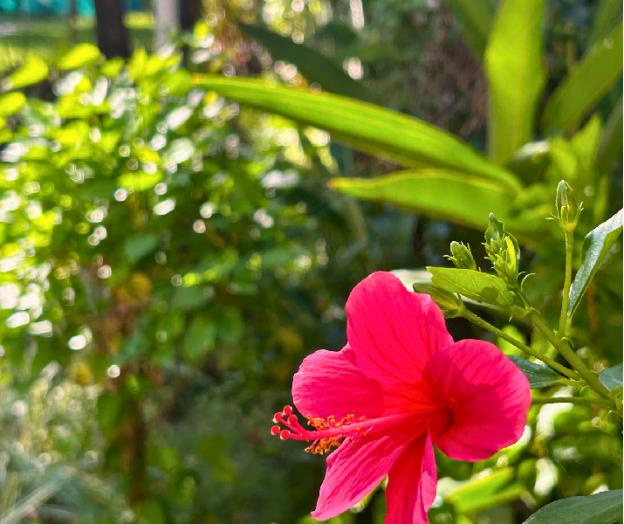 jungle hut annabelles beach apartments at bernard simao calangute