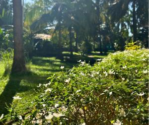 jungle hut annabelles beach apartments at bernard simao calangute