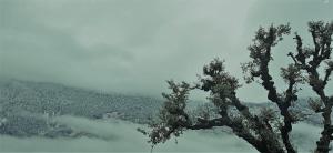 mozo innandcafe jibhi