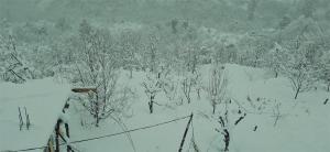 mozo innandcafe jibhi