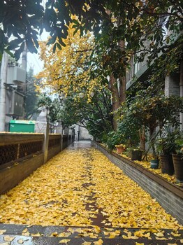 nostalgia hotel kuanzhai alley chengdu