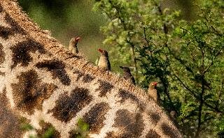 Black Rhino Game Lodge,,4 star