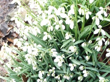 Somerville House,Bristol>>Bartestree,5 star