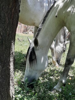 jnane tihihit