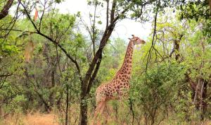 zebra nature reserve